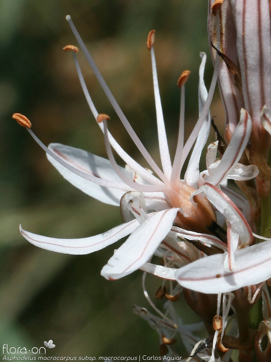 Asphodelus macrocarpus macrocarpus - Flor (close-up) | Carlos Aguiar; CC BY-NC 4.0