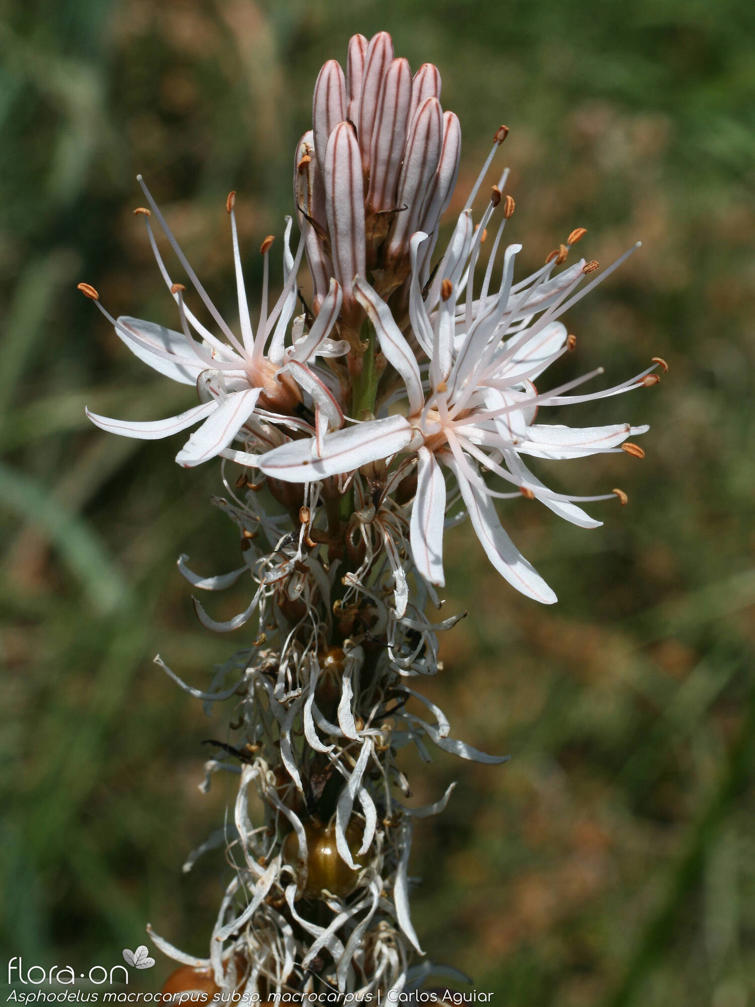 Asphodelus macrocarpus macrocarpus - Flor (geral) | Carlos Aguiar; CC BY-NC 4.0