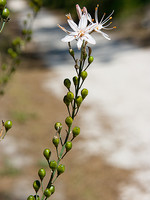Asphodelus serotinus