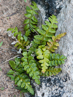 Aspleniaceae