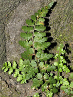Asplenium obovatum