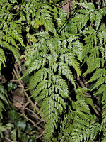 Asplenium onopteris