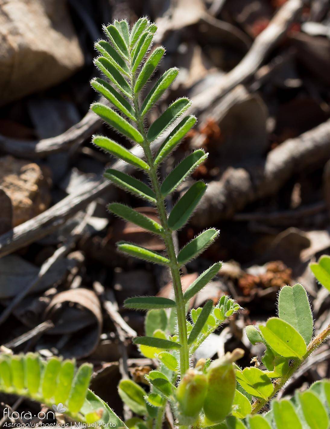 Astragalus boeticus - Folha | Miguel Porto; CC BY-NC 4.0