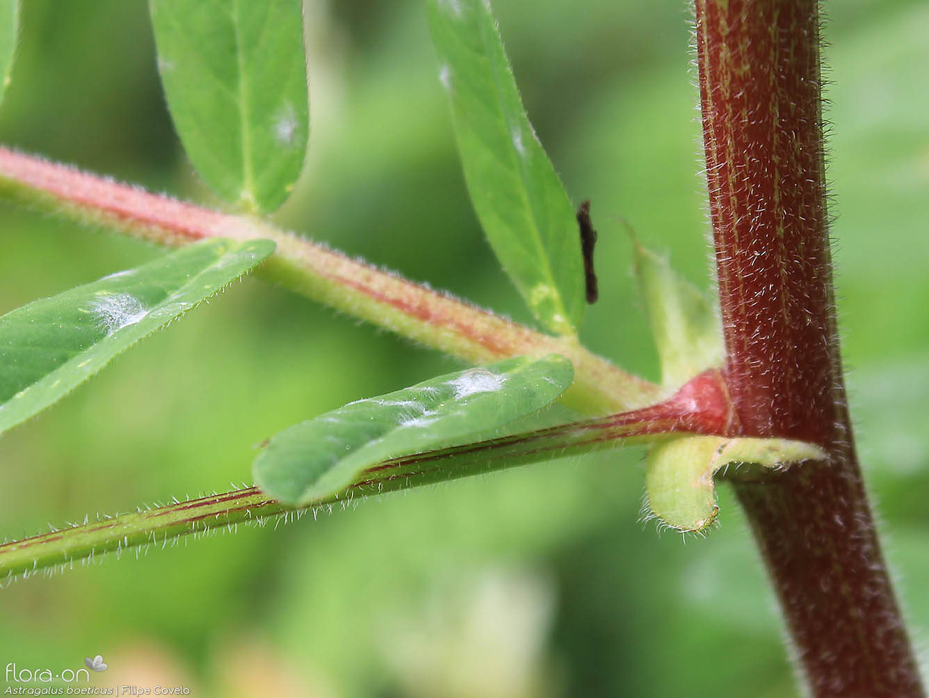 Astragalus boeticus - Caule | Filipe Covelo; CC BY-NC 4.0