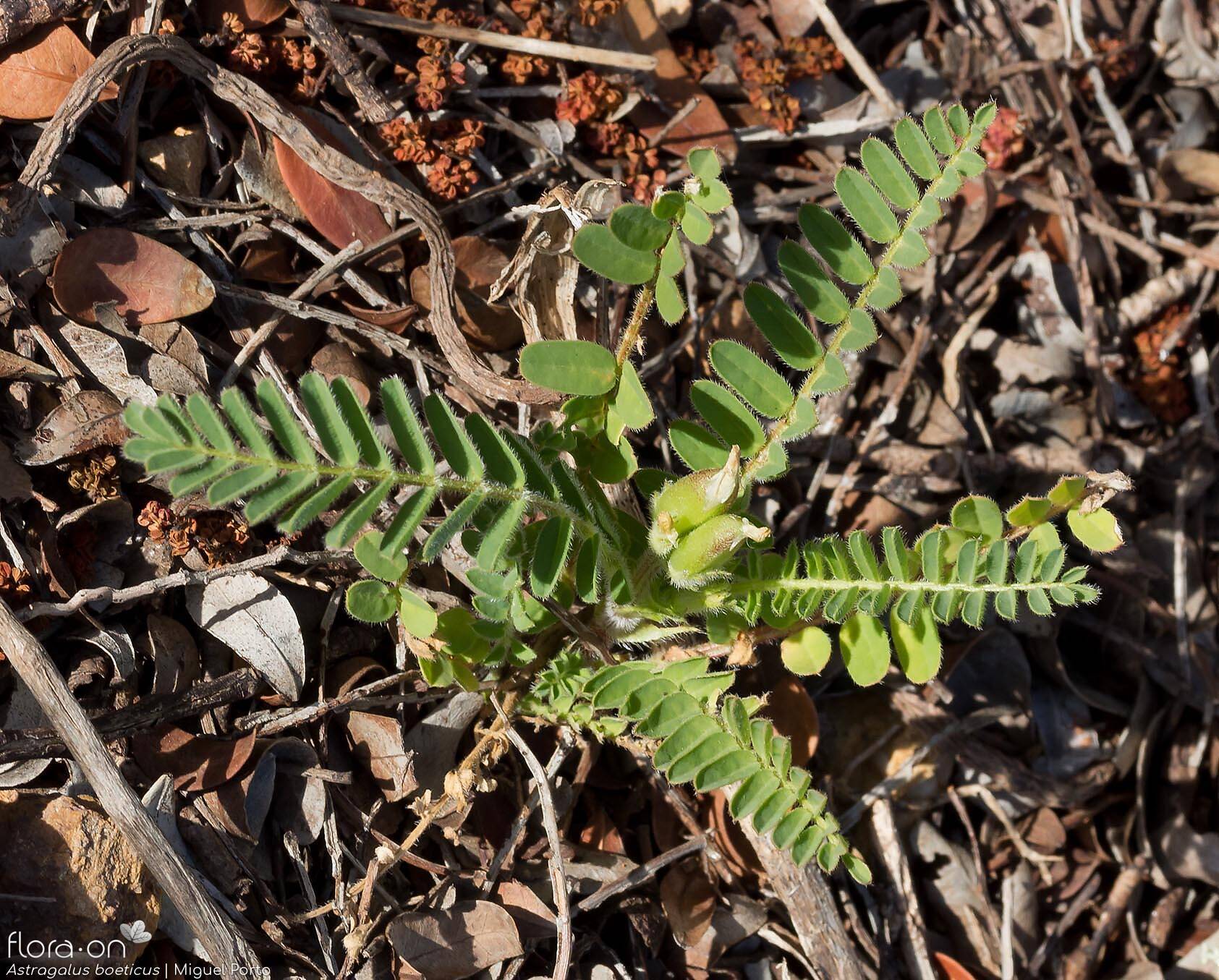 Astragalus boeticus - Hábito | Miguel Porto; CC BY-NC 4.0