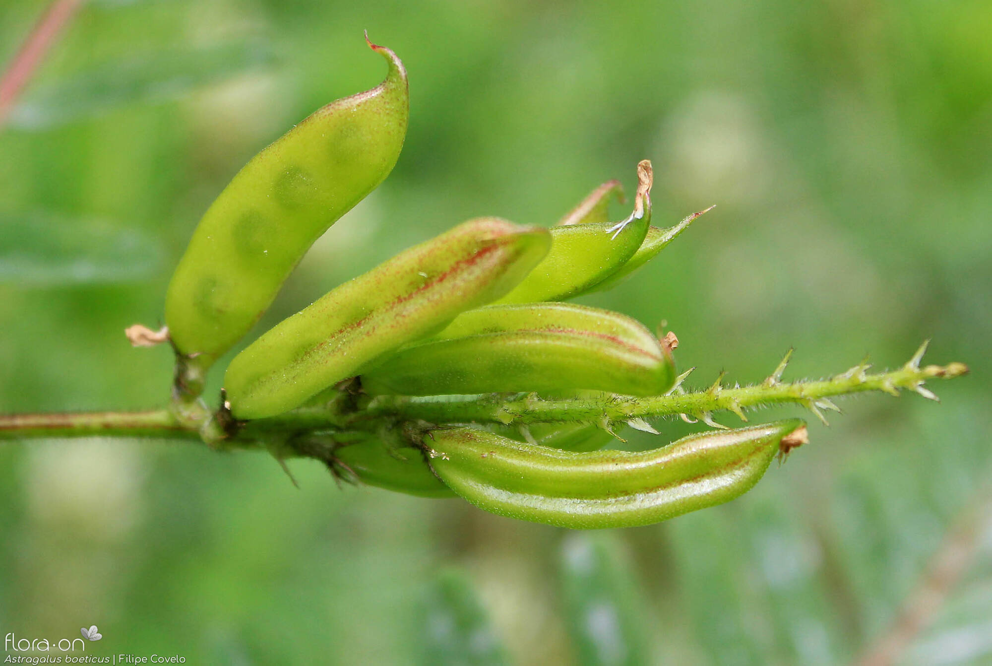 Astragalus boeticus - Fruto | Filipe Covelo; CC BY-NC 4.0