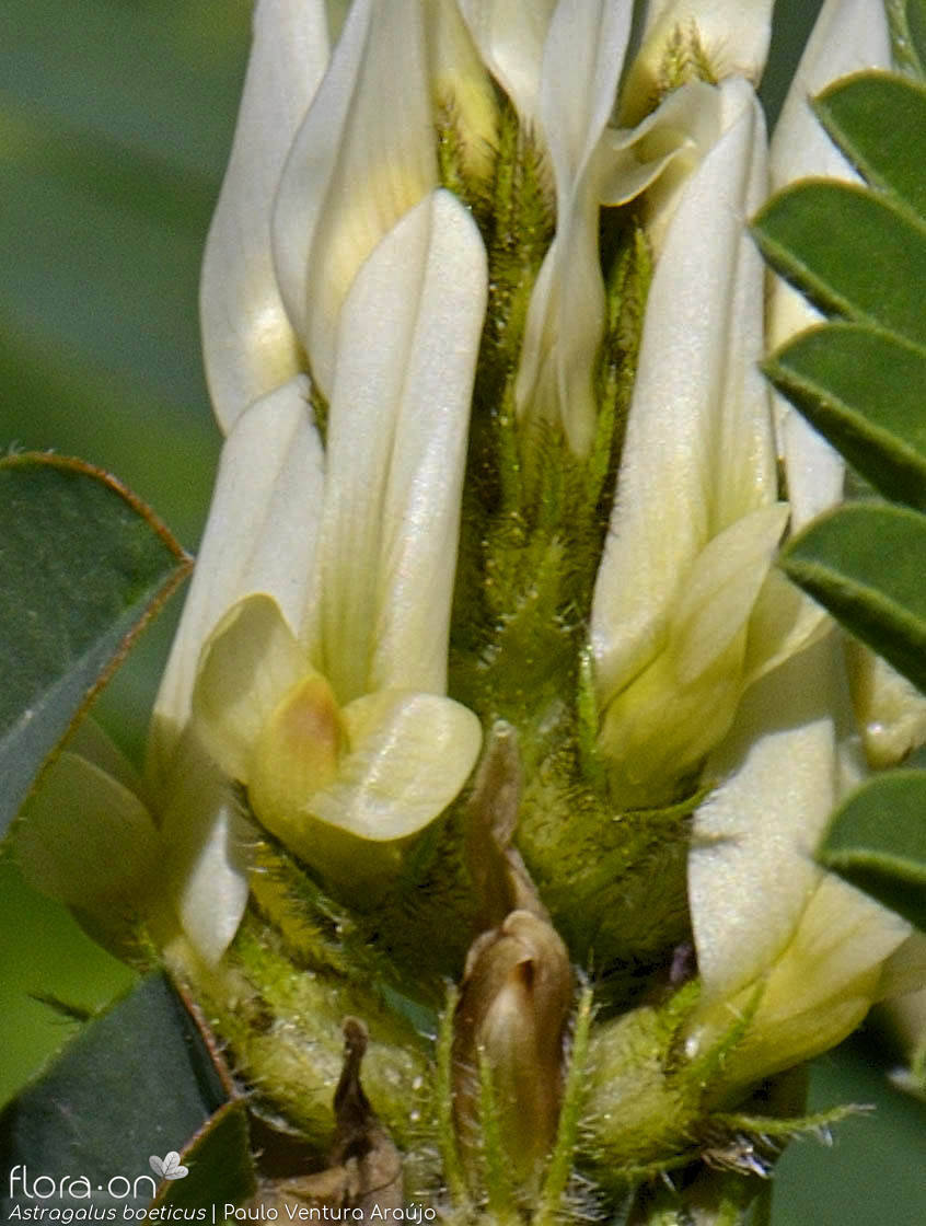 Astragalus boeticus - Flor (close-up) | Paulo Ventura Araújo; CC BY-NC 4.0