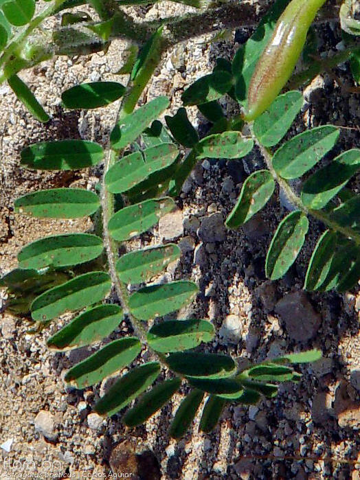 Astragalus boeticus - Folha | Carlos Aguiar; CC BY-NC 4.0