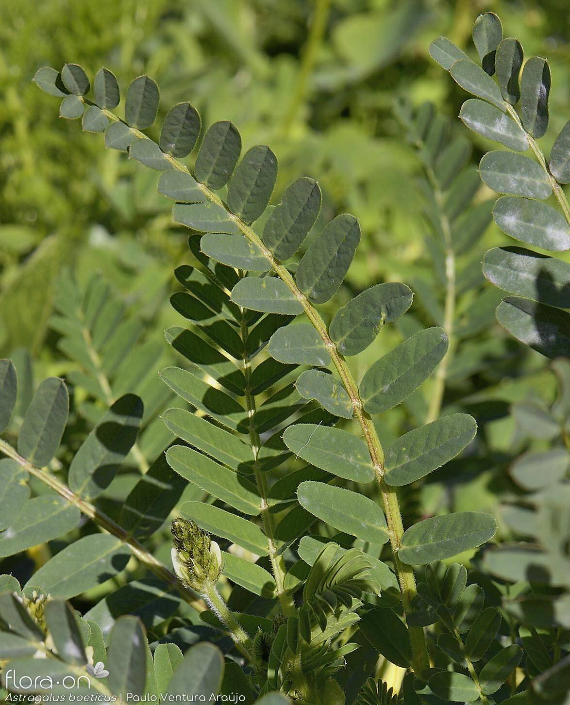 Astragalus boeticus - Folha | Paulo Ventura Araújo; CC BY-NC 4.0