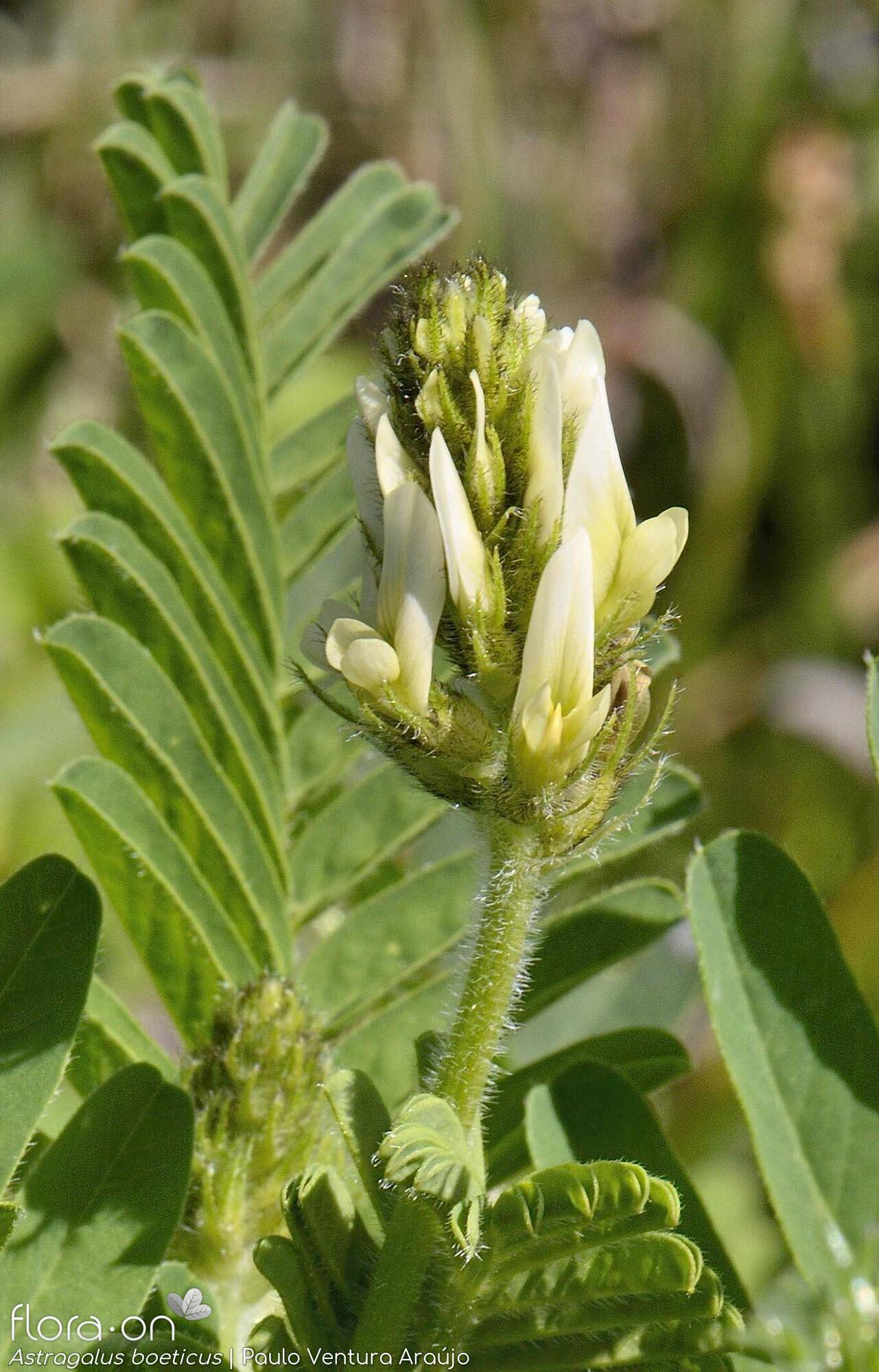 Astragalus boeticus - Flor (geral) | Paulo Ventura Araújo; CC BY-NC 4.0
