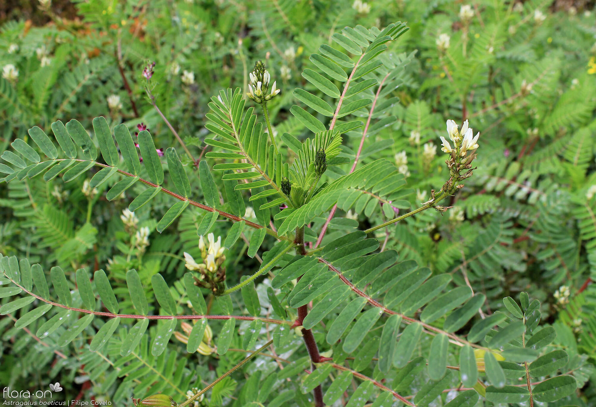 Astragalus boeticus - Hábito | Filipe Covelo; CC BY-NC 4.0