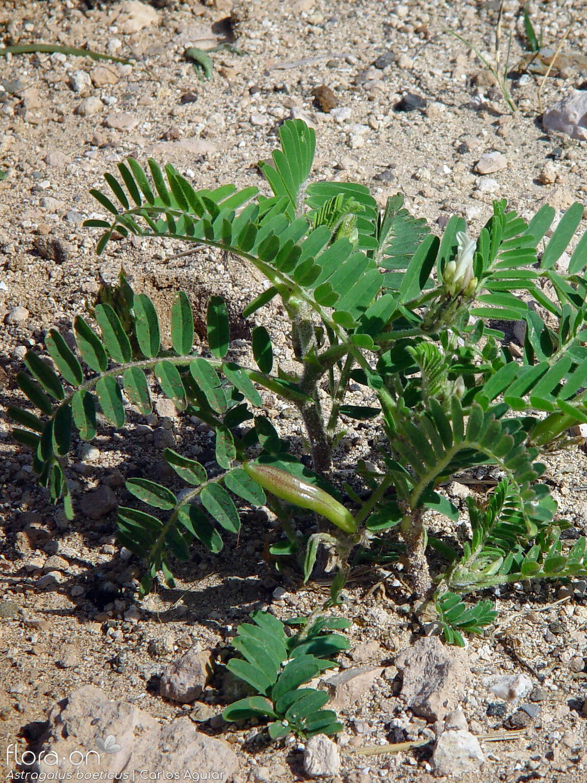 Astragalus boeticus - Hábito | Carlos Aguiar; CC BY-NC 4.0