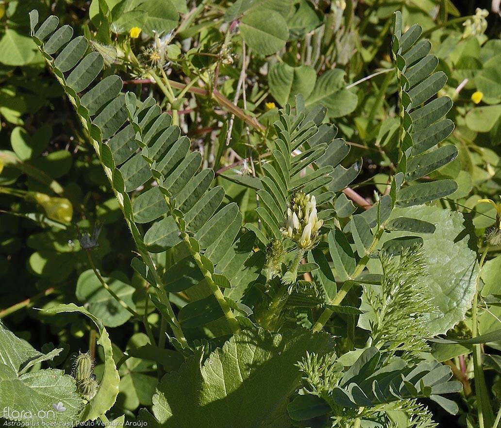 Astragalus boeticus - Folha (geral) | Paulo Ventura Araújo; CC BY-NC 4.0