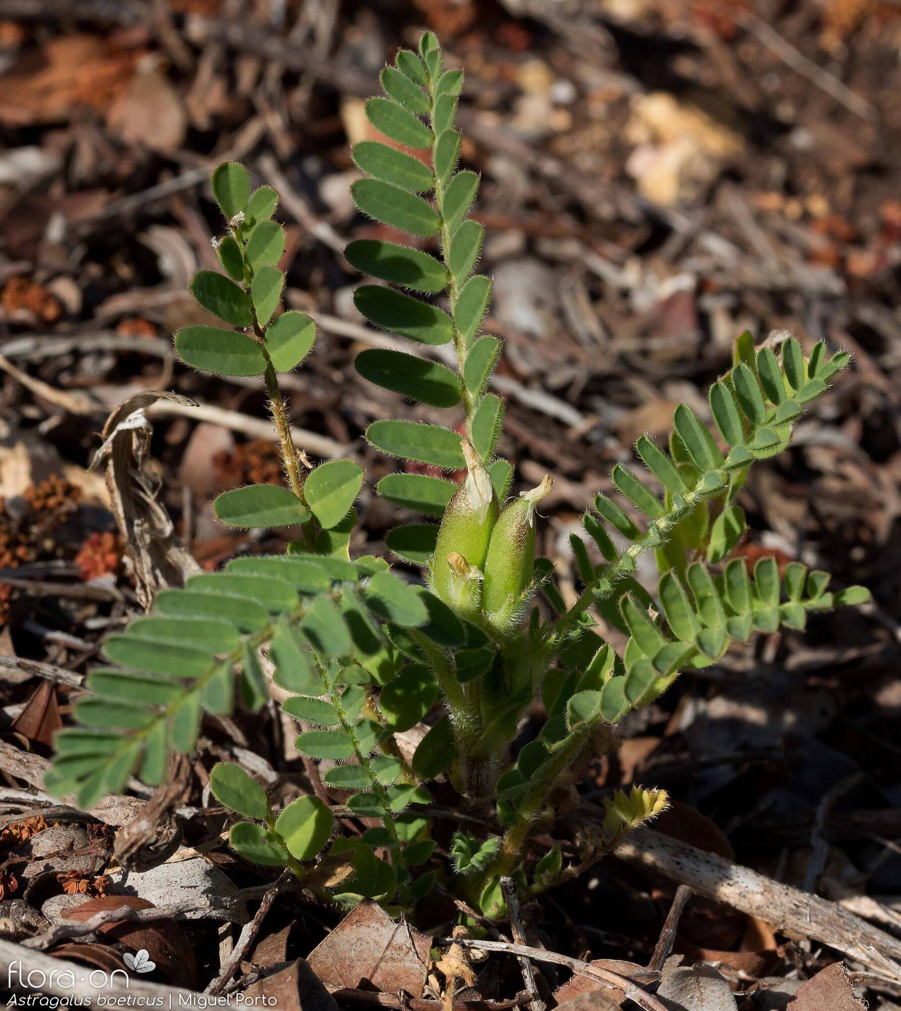 Astragalus boeticus - Hábito | Miguel Porto; CC BY-NC 4.0