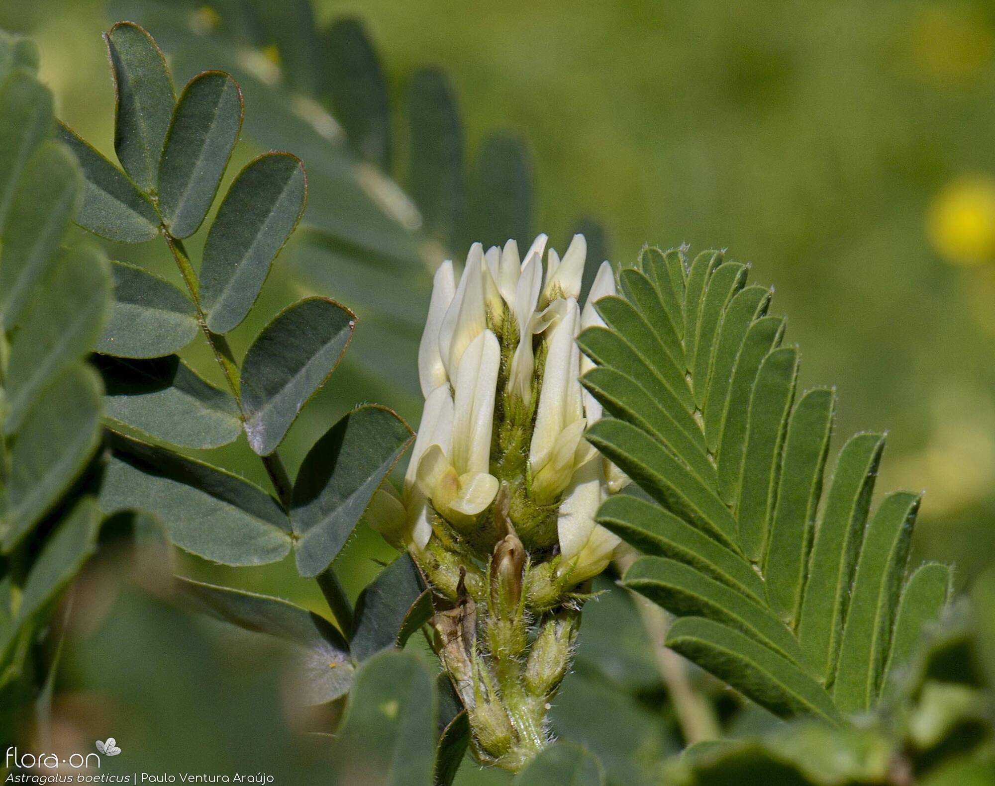 Astragalus boeticus - Flor (geral) | Paulo Ventura Araújo; CC BY-NC 4.0