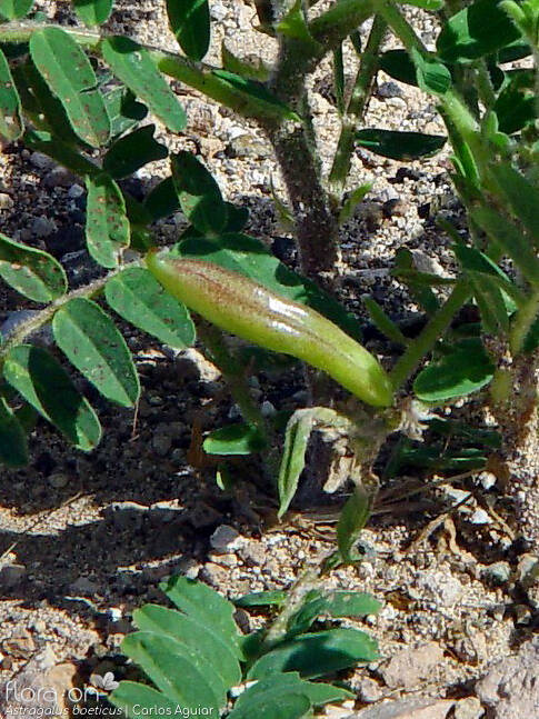 Astragalus boeticus - Fruto | Carlos Aguiar; CC BY-NC 4.0