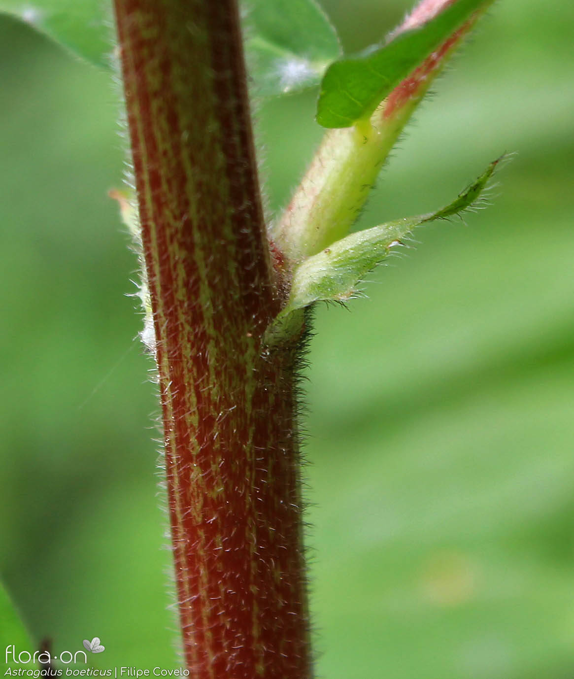 Astragalus boeticus - Estípulas | Filipe Covelo; CC BY-NC 4.0