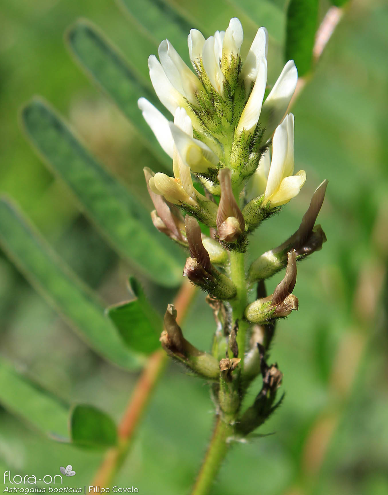 Astragalus boeticus - Flor (geral) | Filipe Covelo; CC BY-NC 4.0