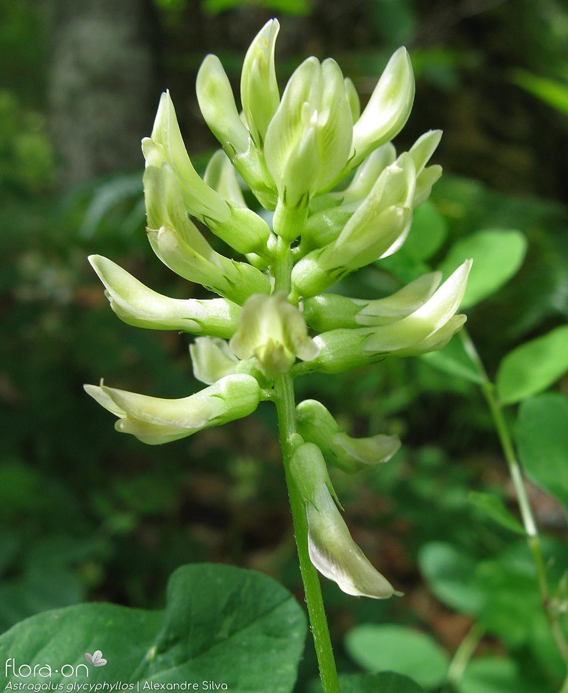 Astragalus glycyphyllos - Flor (geral) | Alexandre Silva; CC BY-NC 4.0