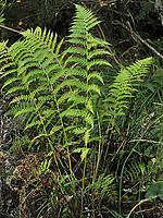 Athyrium filix-femina