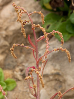Atriplex prostrata
