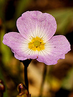 Baldellia repens