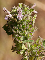 Ballota nigra