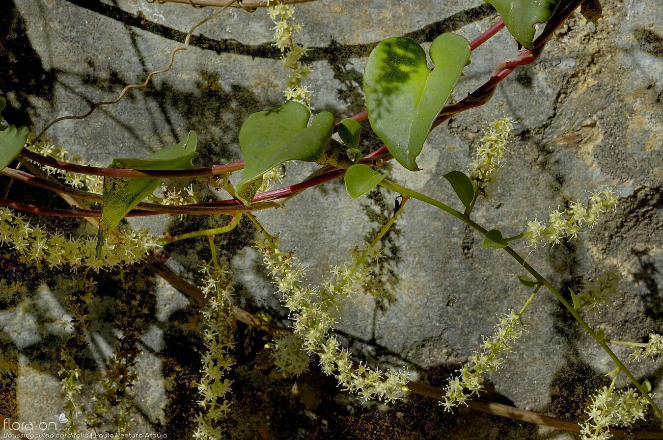 Basellaceae