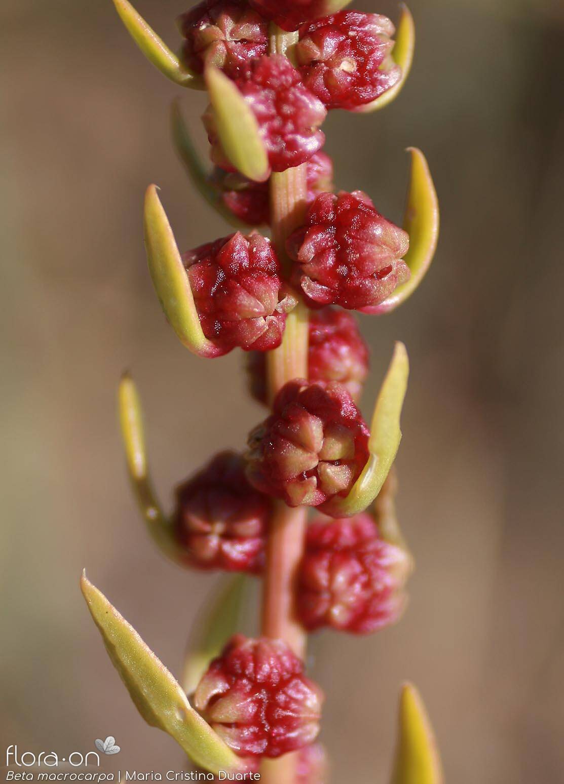 Beta macrocarpa - Flor (geral) | Maria Cristina Duarte; CC BY-NC 4.0