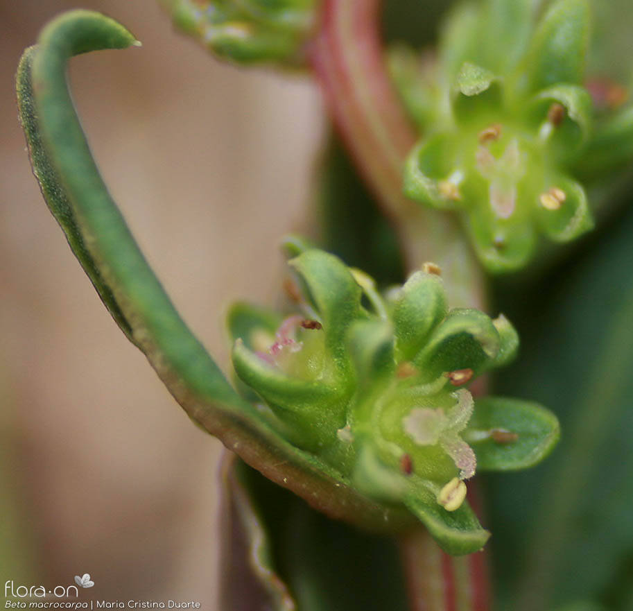 Beta macrocarpa - Flor (close-up) | Maria Cristina Duarte; CC BY-NC 4.0