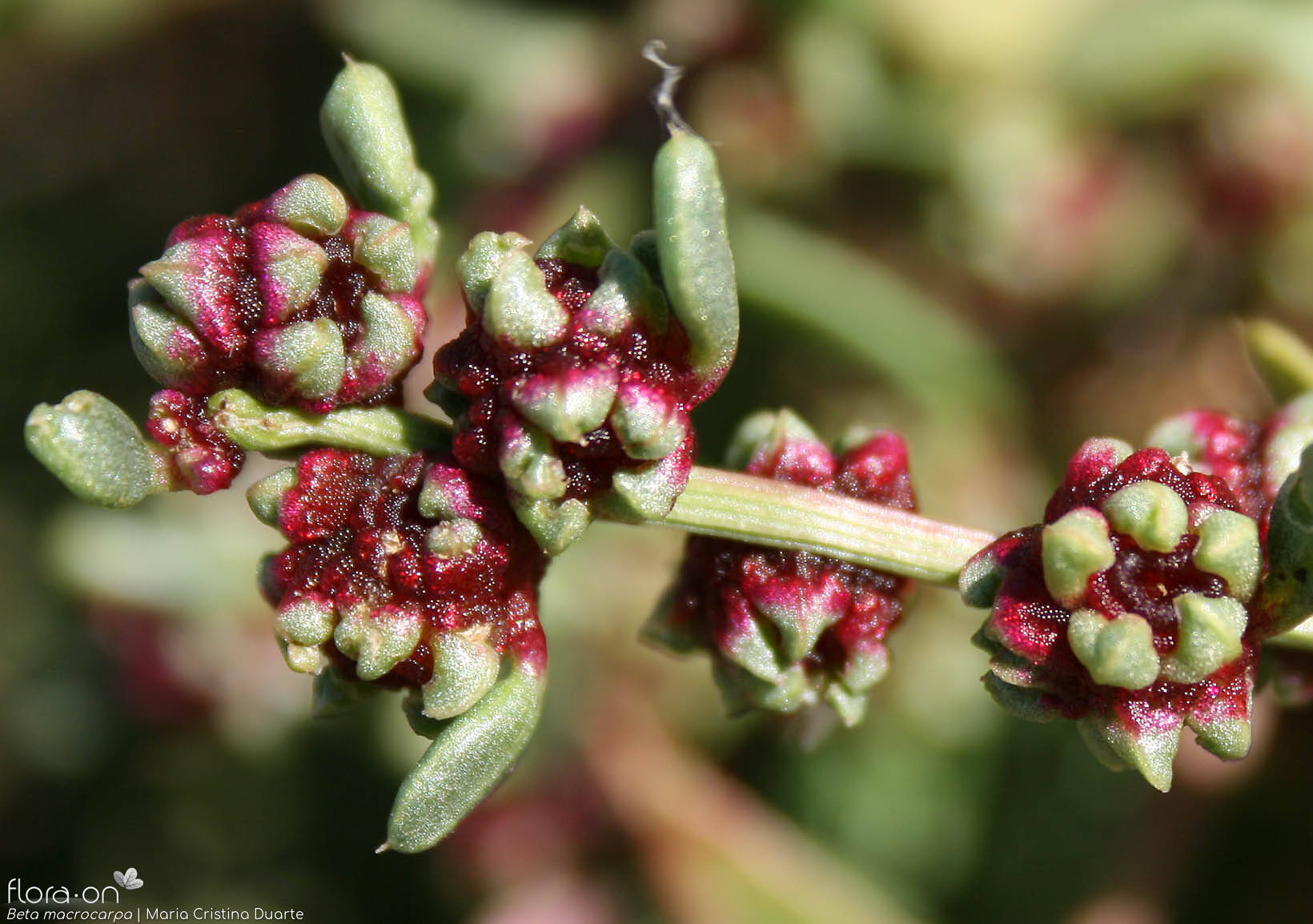 Beta macrocarpa - Flor (close-up) | Maria Cristina Duarte; CC BY-NC 4.0