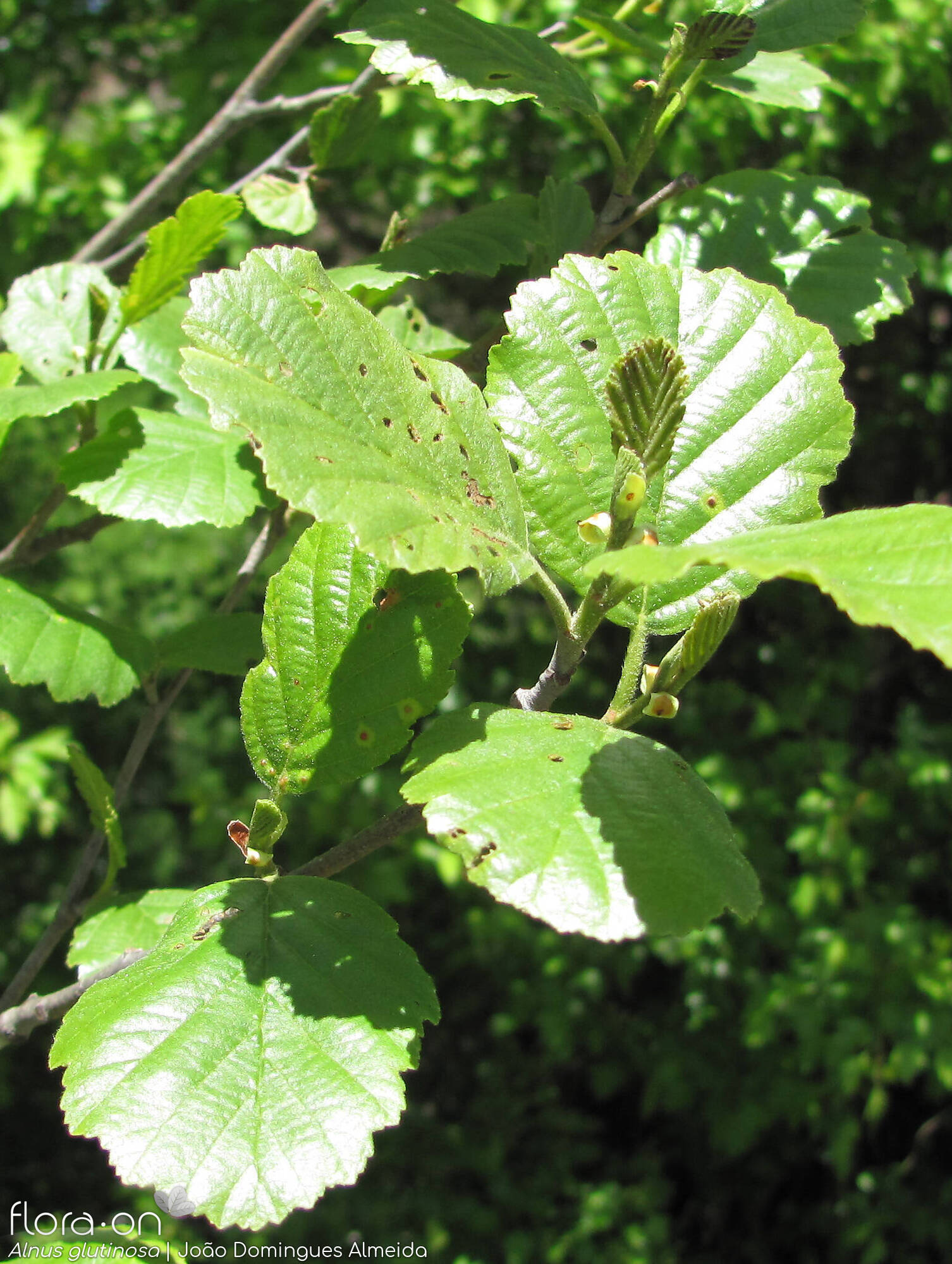 Betulaceae