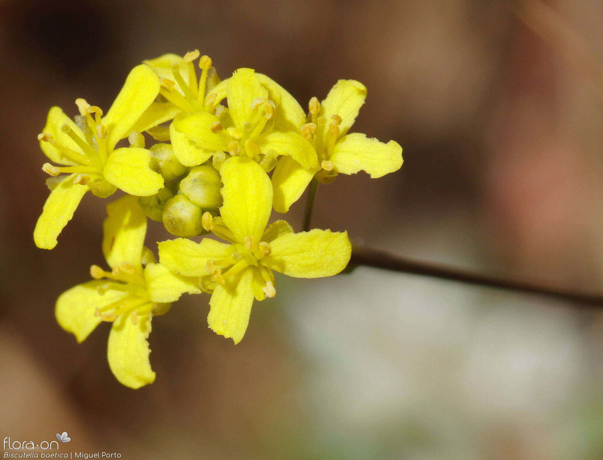 Biscutella baetica - Flor (close-up) | Miguel Porto; CC BY-NC 4.0