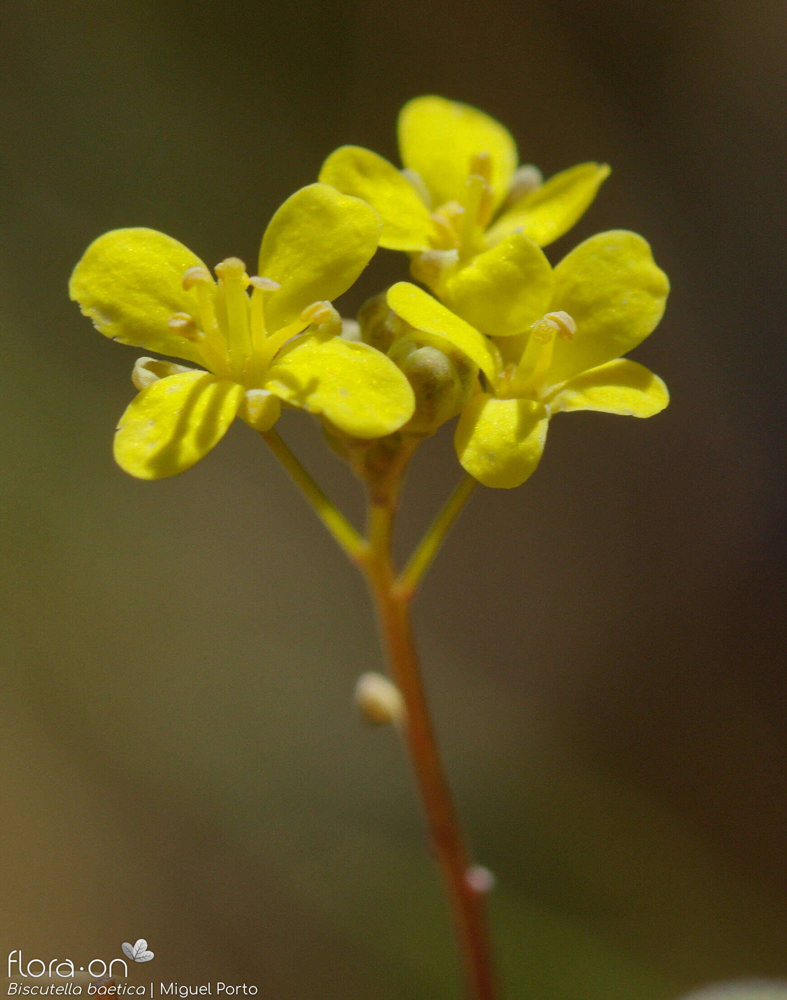 Biscutella baetica - Flor (close-up) | Miguel Porto; CC BY-NC 4.0