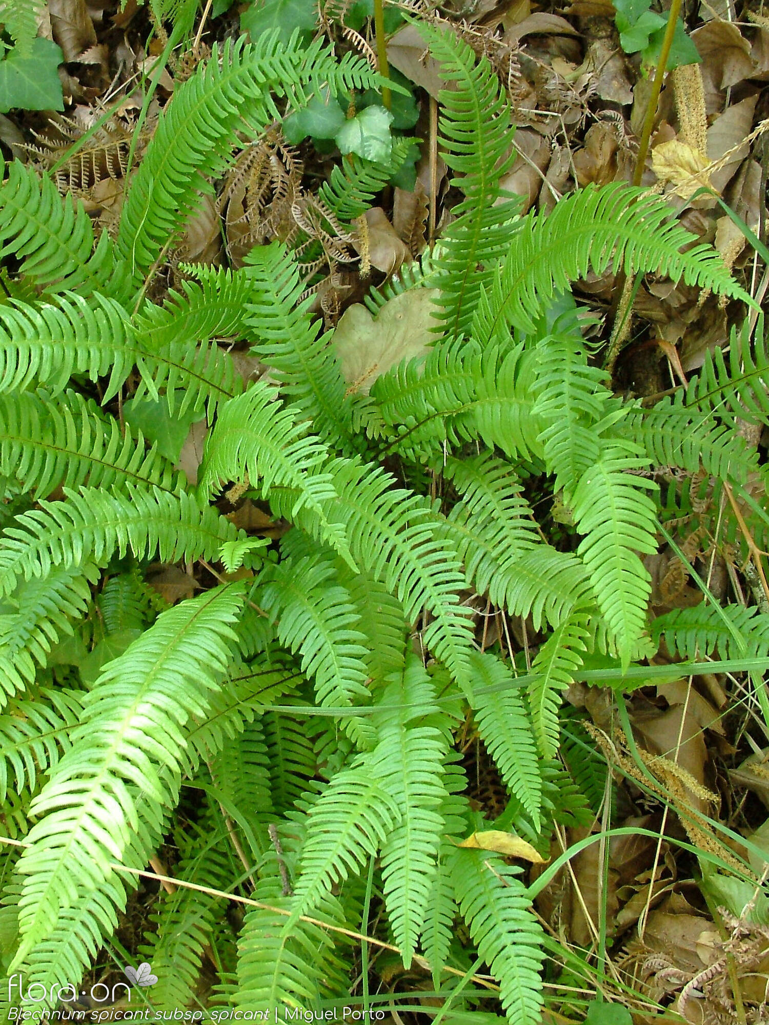 Blechnaceae