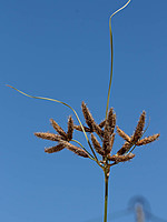 Bolboschoenus glaucus