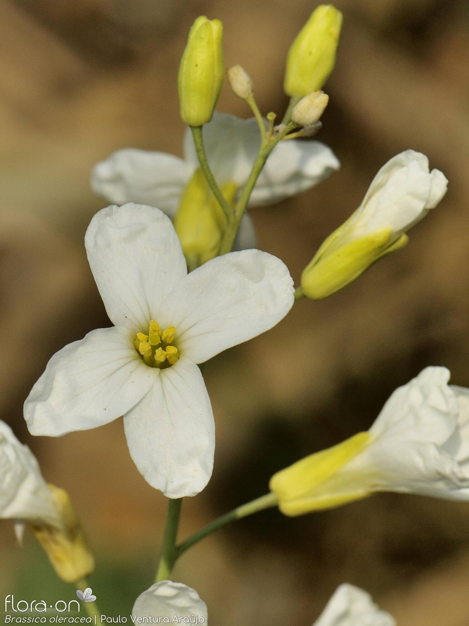 Brassica oleracea - Flor (close-up) | Paulo Ventura Araújo; CC BY-NC 4.0