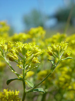 Brassicaceae