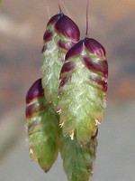 Briza maxima