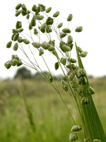 Briza minor