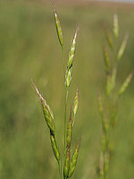 Bromus racemosus