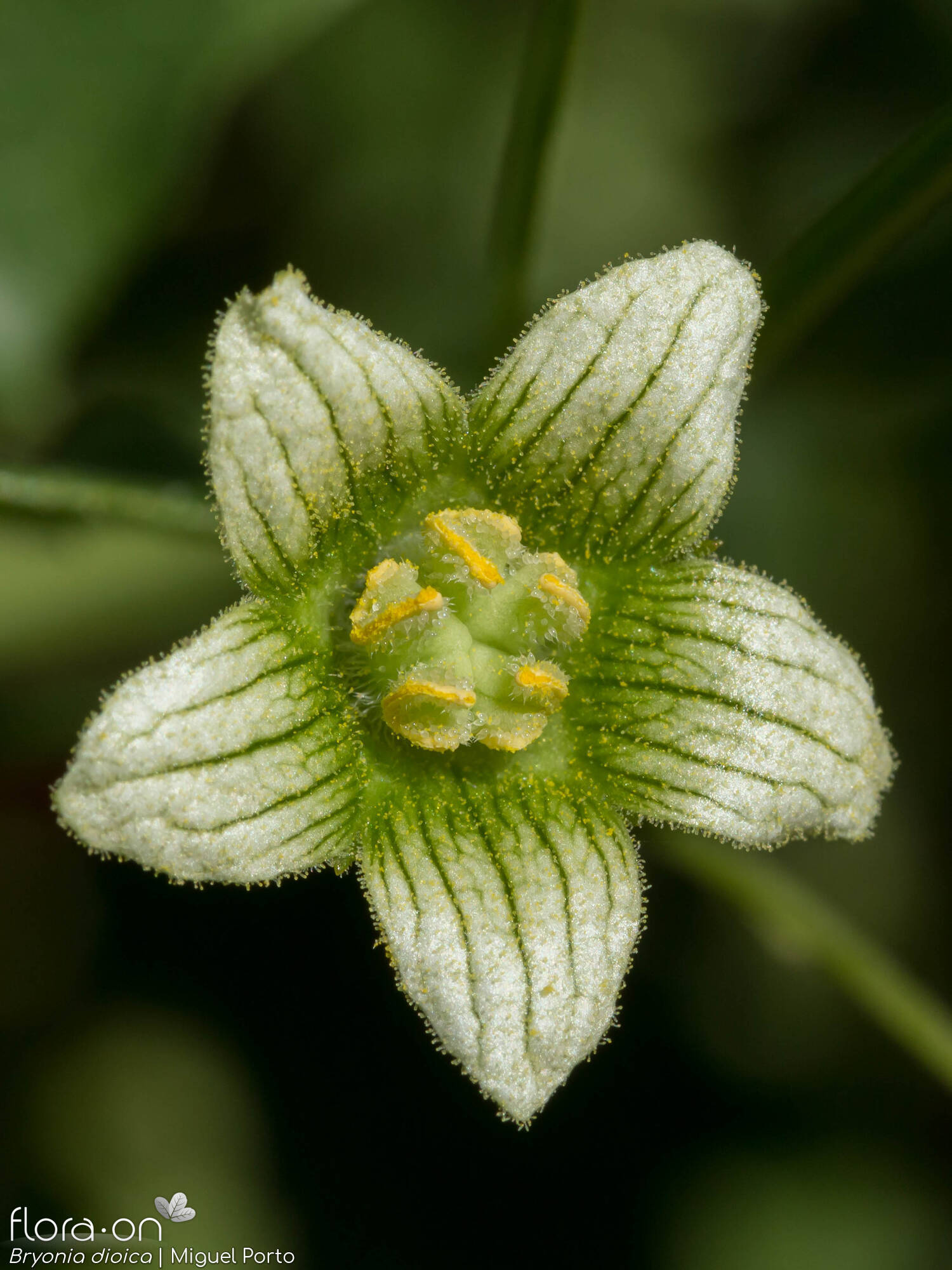 Bryonia dioica - Flor (close-up) | Miguel Porto; CC BY-NC 4.0