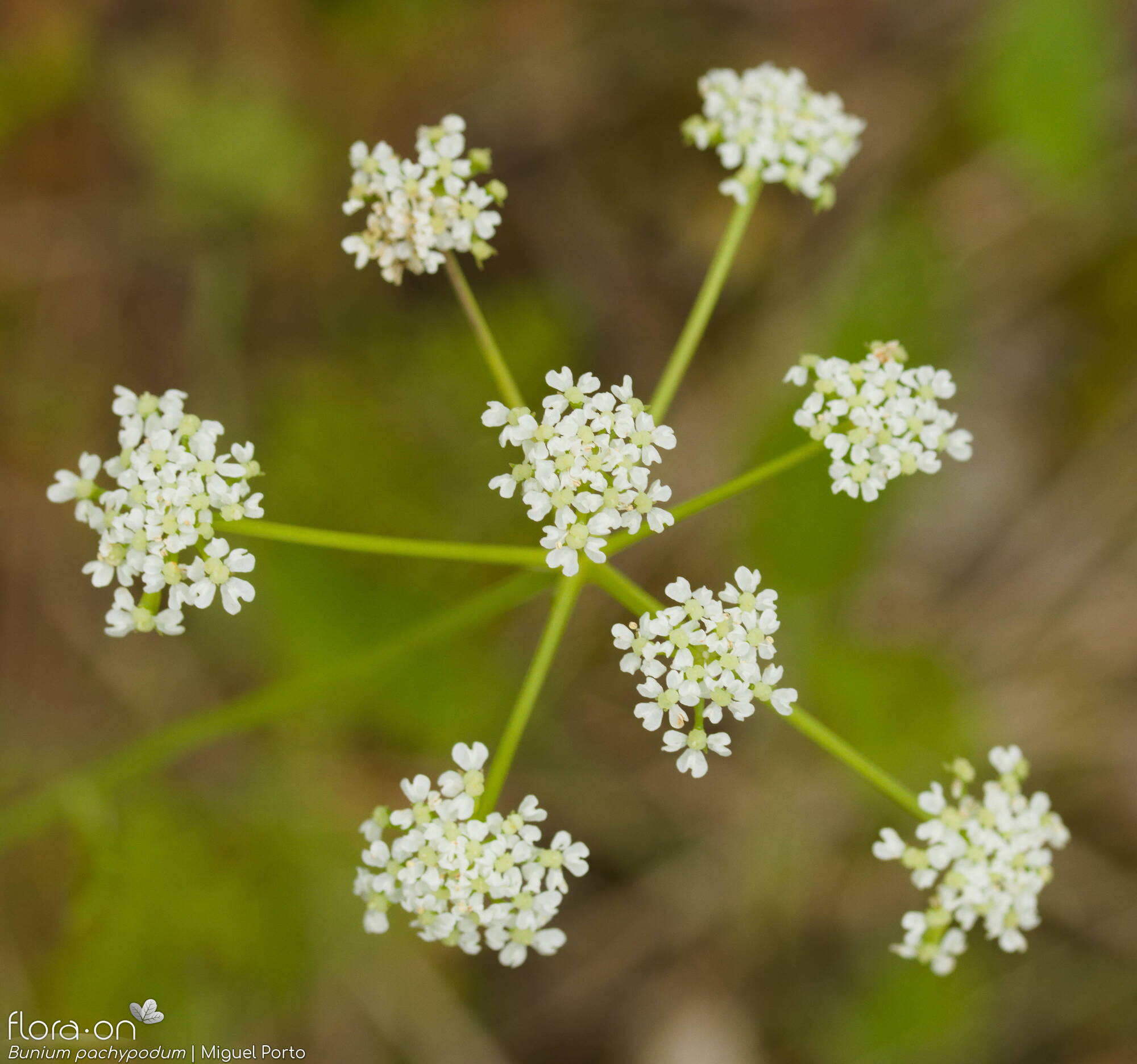 Bunium pachypodum - Flor (geral) | Miguel Porto; CC BY-NC 4.0
