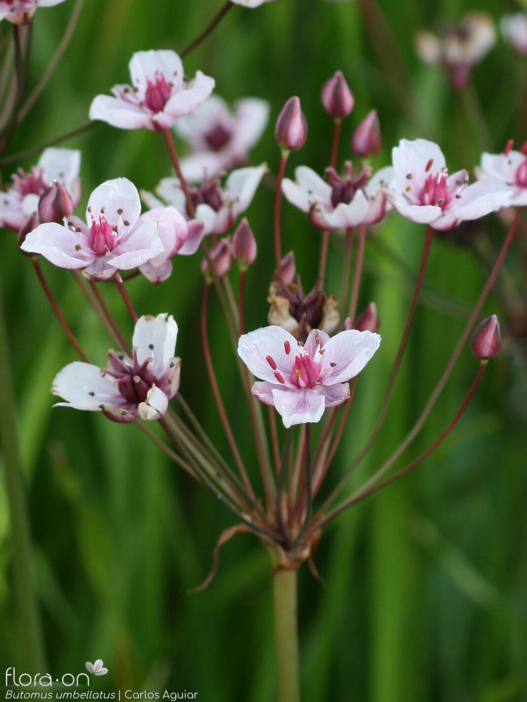 Butomaceae