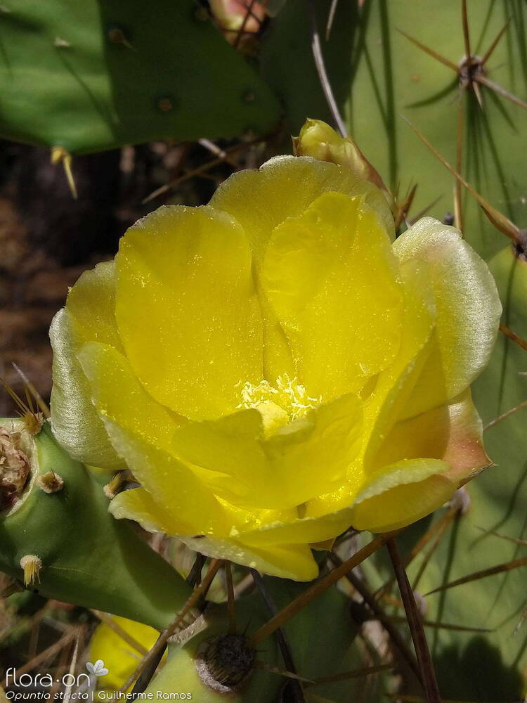Cactaceae