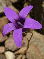 Campanulaceae