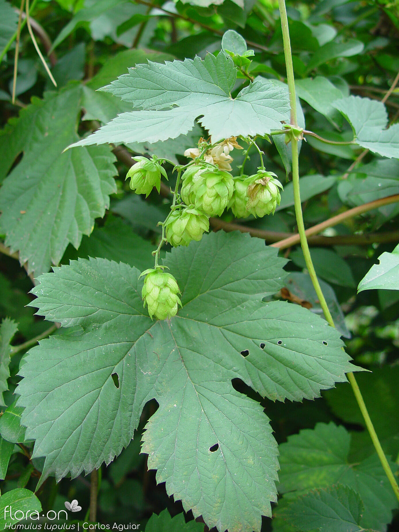 Cannabaceae