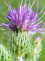 Carduus carpetanus