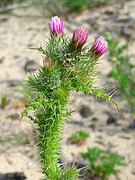 Carduus meonanthus