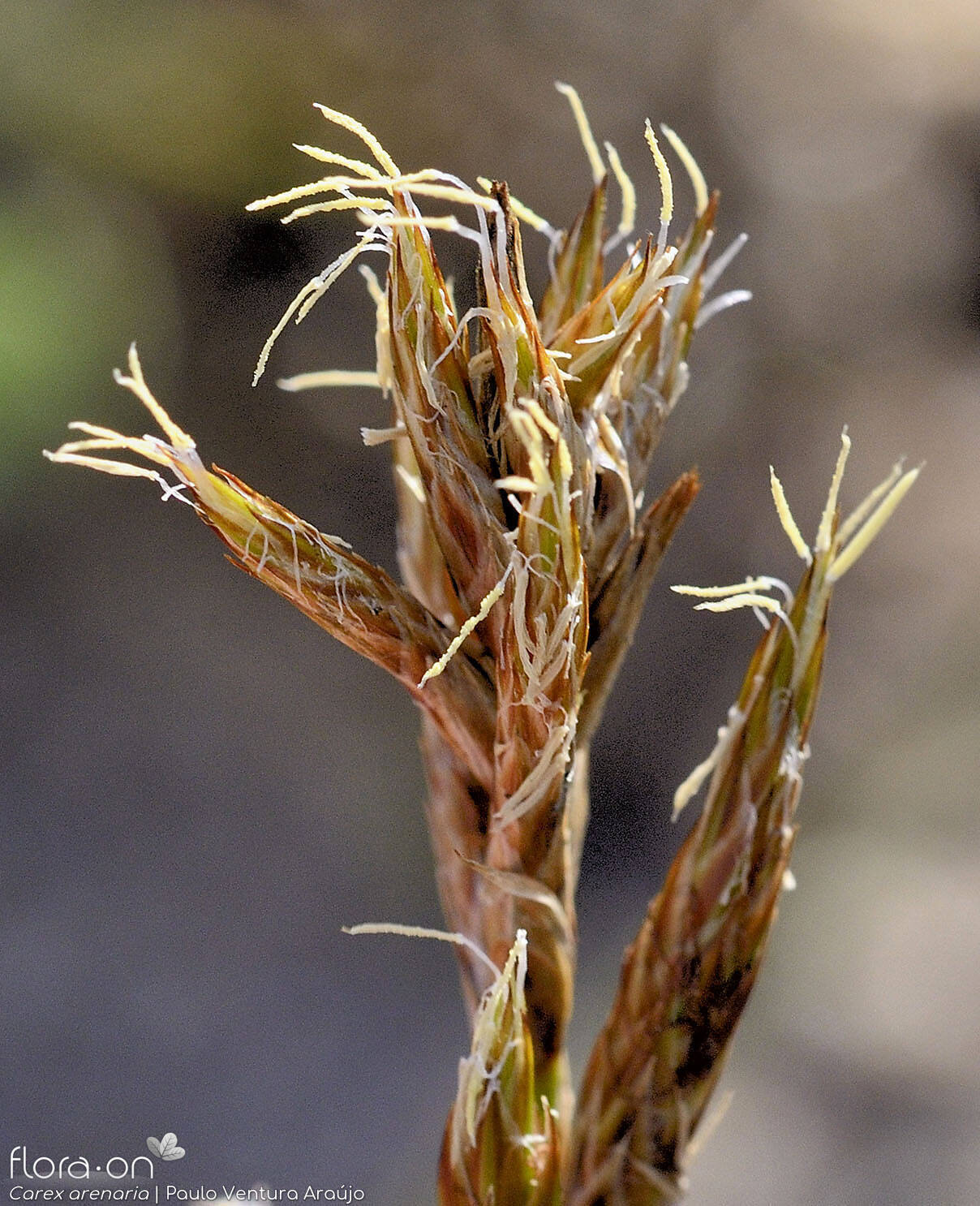 Carex arenaria - Flor (close-up) | Paulo Ventura Araújo; CC BY-NC 4.0
